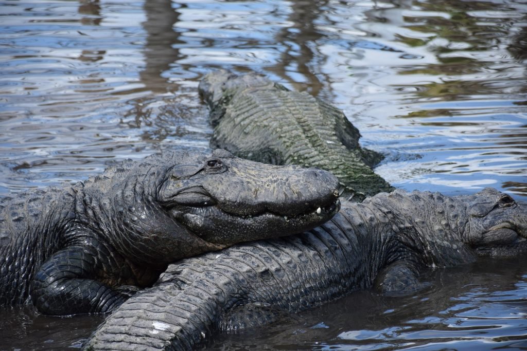 Gatorland Orlando