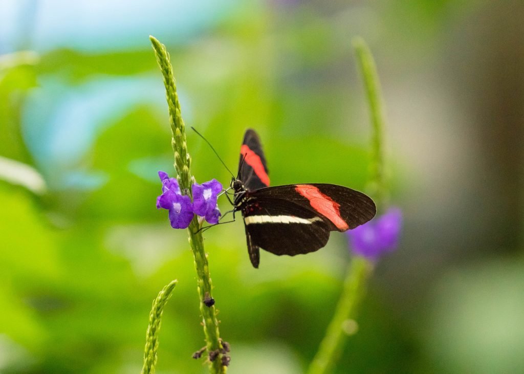 Butterfly Conservatory