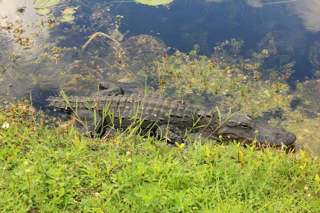 Everglades National Park