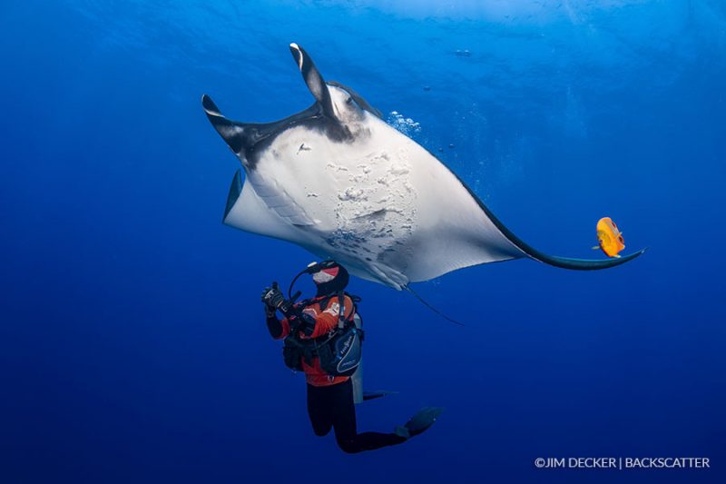 Socorro Island: Go Ask Erin, Scuba Diving places in Mexico