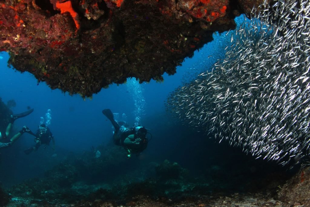 Scuba diving places in Mexico, CHINCHORRO BANK's scuba diving: The Mexican Caribbean