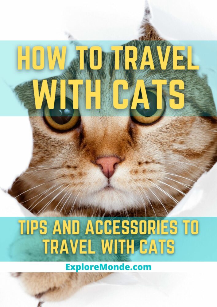 How To Travel With Cats: 5 Useful Tips And 9 Accessories