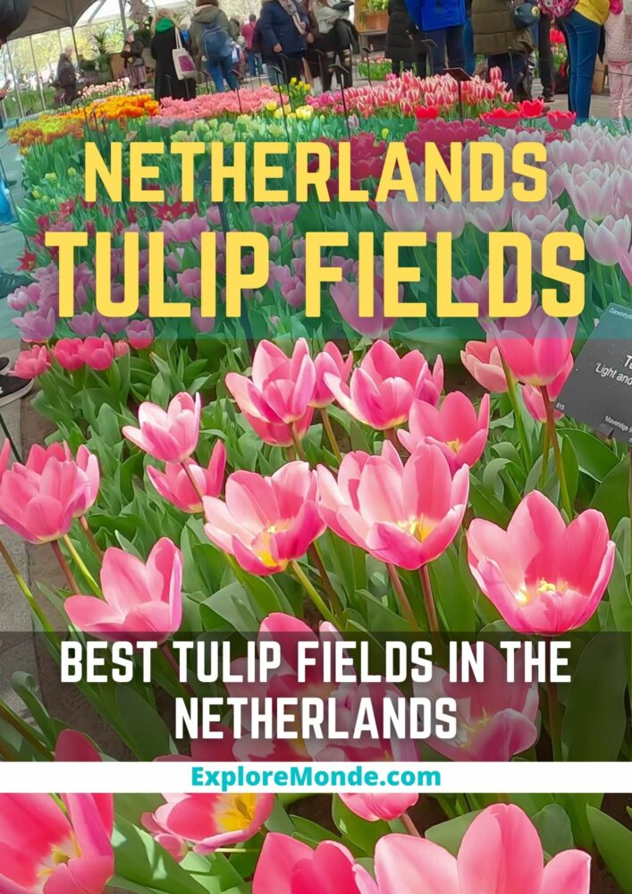 BEST NETHERLANDS TULIP FIELDS