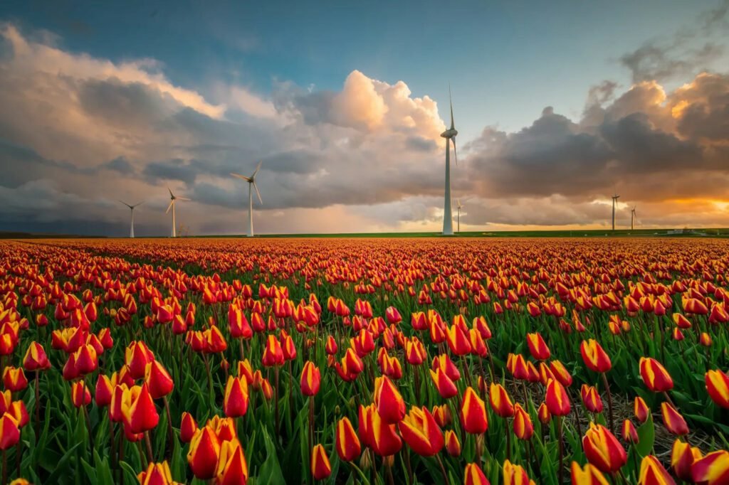 tulip fields